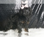 Small #2 Poodle (Miniature)