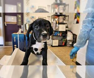 Labrador Retriever-Unknown Mix Dogs for adoption in Raleigh, NC, USA