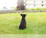 Small Photo #10 Miniature Pinscher Puppy For Sale in WARSAW, IN, USA