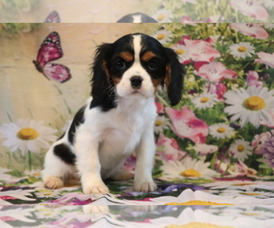 Cavalier King Charles Spaniel Puppy for sale in SHILOH, OH, USA
