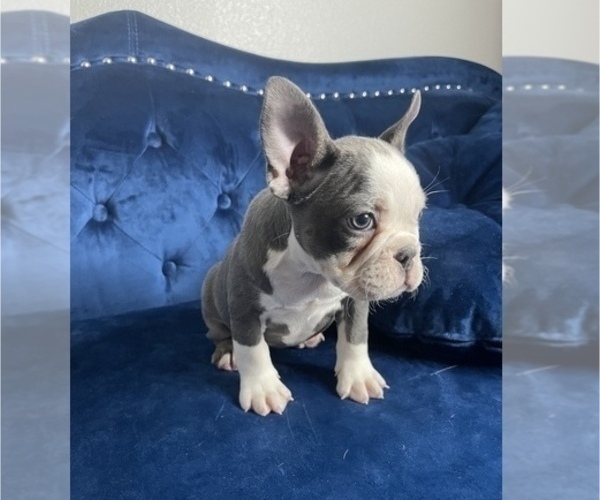 Medium Photo #18 French Bulldog Puppy For Sale in CHOCTAW, OK, USA