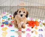 Rex - Male Havapoo Puppy for Sale - Photo #9