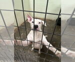 Small American Staffordshire Terrier Mix