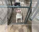 Small #2 American Staffordshire Terrier Mix