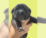 Small Mutt