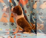 Small #9 Basenji