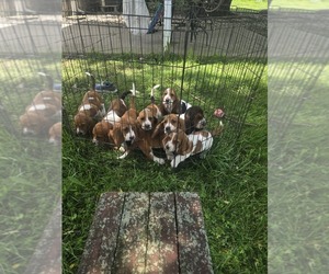 Basset Hound Puppy for sale in MILAN, IN, USA