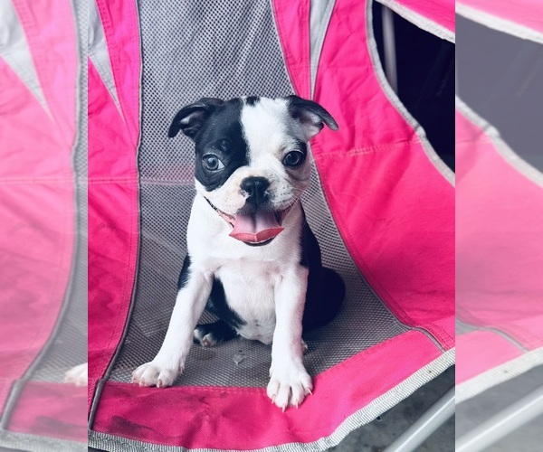 Medium Photo #5 Boston Terrier Puppy For Sale in PIKEVILLE, NC, USA