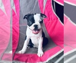 Small Photo #5 Boston Terrier Puppy For Sale in PIKEVILLE, NC, USA