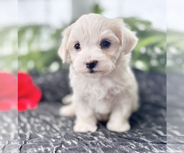 Medium Photo #7 Maltese Puppy For Sale in ROCK STREAM, NY, USA