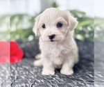 Small #6 Maltese