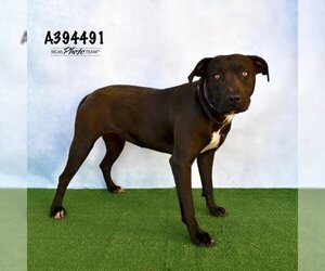 American Pit Bull Terrier Dogs for adoption in Conroe, TX, USA