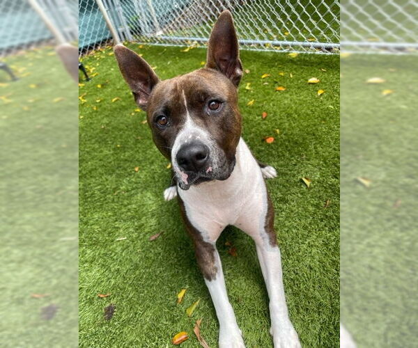 Medium Photo #2 American Staffordshire Terrier Puppy For Sale in Miami, FL, USA