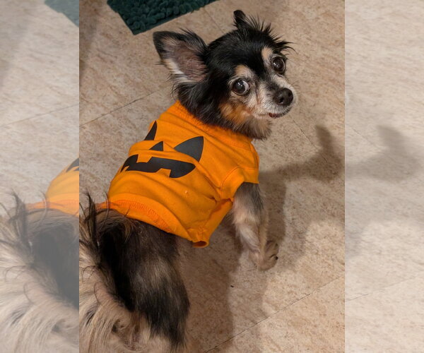 Medium Photo #4 Chihuahua-Unknown Mix Puppy For Sale in Oakhurst, NJ, USA