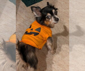 Zeus & Scruffy - Adoption Pending!! - Male Chihuahua-Unknown Mix Dog for Adoption - Photo #4
