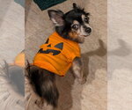 Small Photo #4 Chihuahua-Unknown Mix Puppy For Sale in Oakhurst, NJ, USA