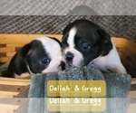 Small Photo #6 Boston Terrier Puppy For Sale in LEXINGTON, IN, USA