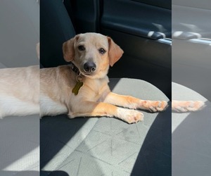 Breadstick - Male Chiweenie Dog for Adoption - Photo #4