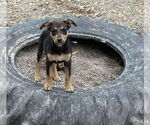 Small Boxer Mix