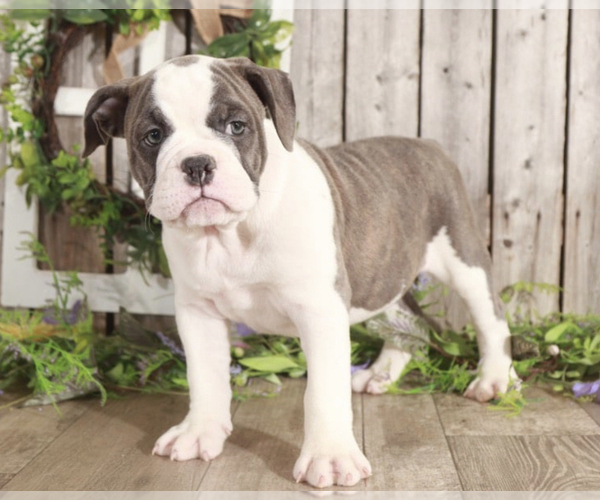 Medium Photo #1 Olde English Bulldogge Puppy For Sale in MOUNT VERNON, OH, USA