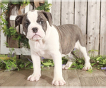 Small Photo #1 Olde English Bulldogge Puppy For Sale in MOUNT VERNON, OH, USA