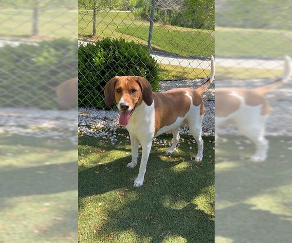 Medium Photo #2 Mutt Puppy For Sale in Newton, NC, USA