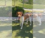 Small #1 Mutt