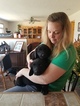 Small Photo #4 Labrador Retriever Puppy For Sale in LEBANON, MO, USA