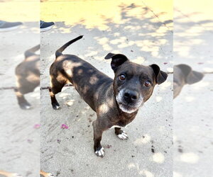 Dachshund-Unknown Mix Dogs for adoption in Sacramento, CA, USA