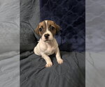 Small #3 Jack Russell Terrier Mix