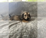 Small #18 Dachshund