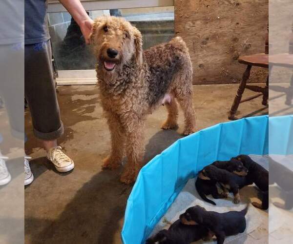 Medium Photo #9 Airedale Terrier Puppy For Sale in STEEDMAN, MO, USA