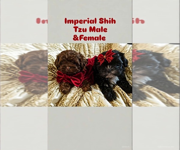 Medium Photo #1 Shih Tzu Puppy For Sale in PALM BAY, FL, USA