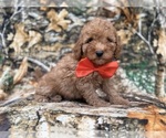 Archie - Male Cavapoo (Miniature) Puppy for Sale - Photo #4