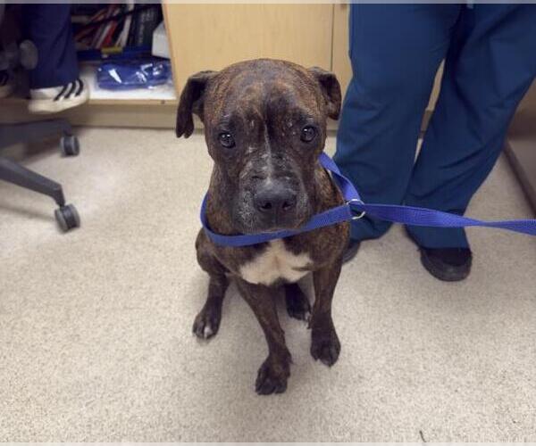 Medium Photo #1 Boxer-Unknown Mix Puppy For Sale in Riverside, CA, USA
