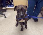 SNUGGLES DUPE - Male Boxer-Unknown Mix Dog for Adoption - Small photo