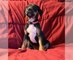 Puppy Persephone Catahoula Leopard Dog-German Shorthaired Pointer Mix
