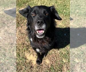 Chow Chow-Unknown Mix Dogs for adoption in Augusta, GA, USA