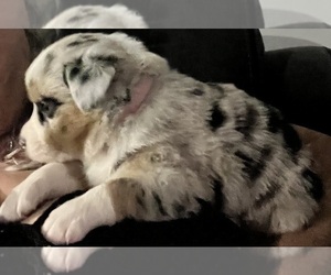 Miniature American Shepherd Puppy for sale in BROWNSVILLE, IN, USA