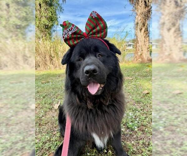 Medium Photo #1 Chow Chow-Unknown Mix Puppy For Sale in Naples, FL, USA