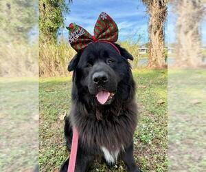 Chow Chow-Unknown Mix Dogs for adoption in Naples, FL, USA