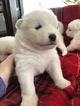 Small Photo #6 Samoyed Puppy For Sale in ROCHESTER, NY, USA