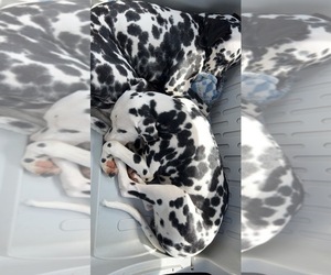 Father of the Dalmatian puppies born on 06/22/2022