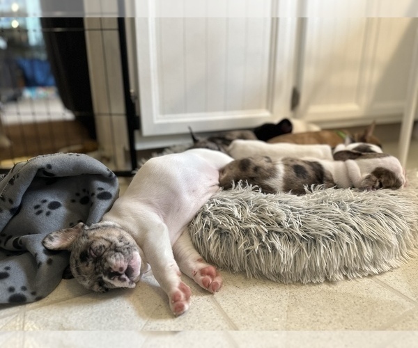 Medium Photo #11 French Bulldog Puppy For Sale in YORKTOWN, IN, USA