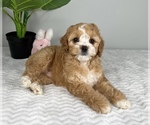 Small Photo #4 Cockapoo Puppy For Sale in FRANKLIN, IN, USA