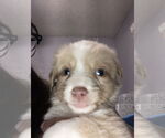 Small #1 Mutt