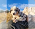 Small #1 Australian Shepherd