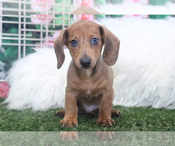 Medium Photo #1 Dachshund Puppy For Sale in MARIETTA, GA, USA
