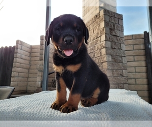 Rottweiler Puppy for sale in ELVERTA, CA, USA