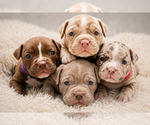 Small American Bully